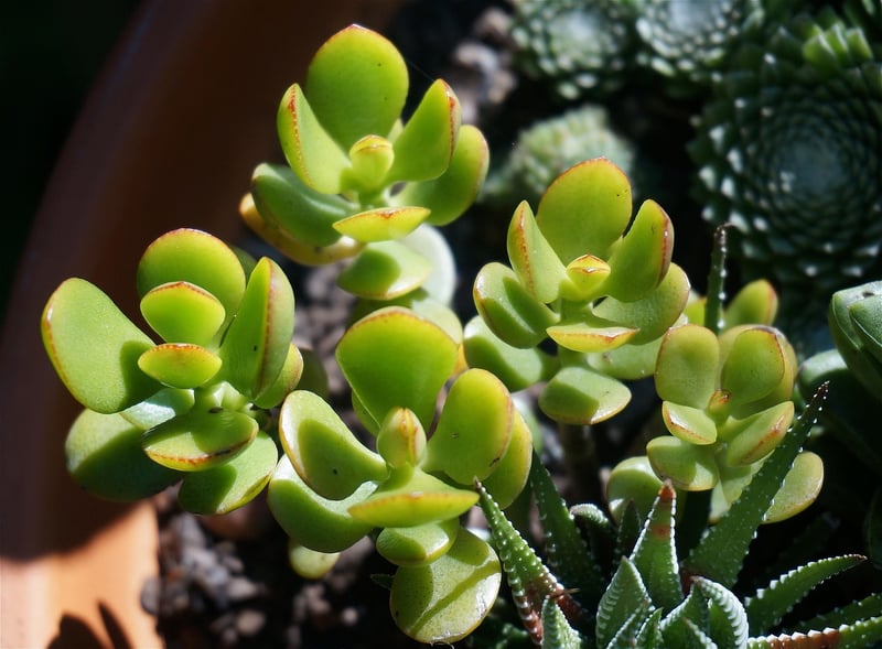Crassula